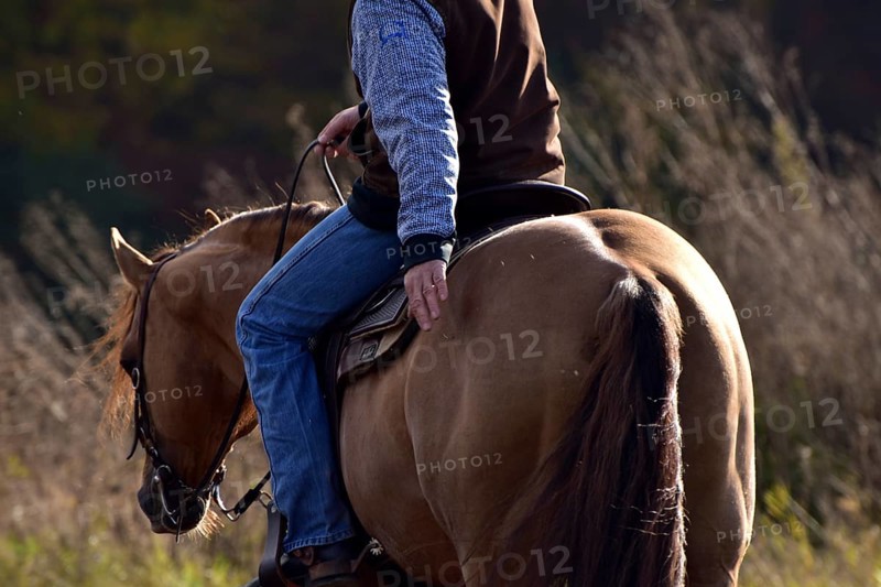 Detail during training in western riding with an American Quarter Horse