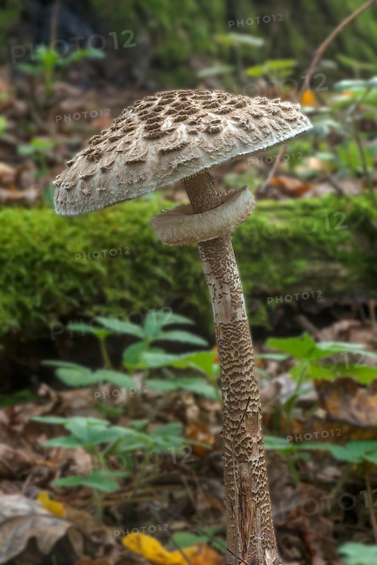 Parasol or giant parasol mushroom