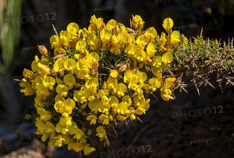 Madeira broom