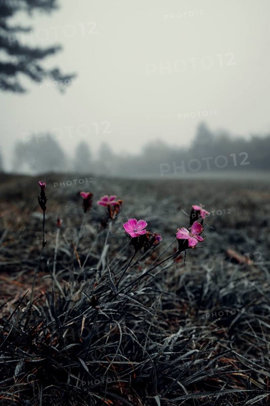 Wood pinks