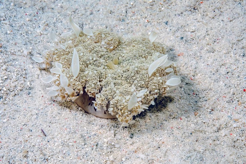 Mangrove jellyfish
