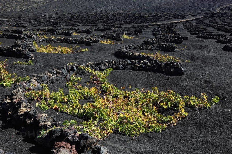 Winegrowing in the La Geria region