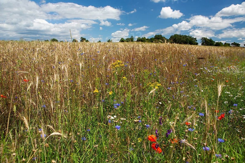 Field of blue