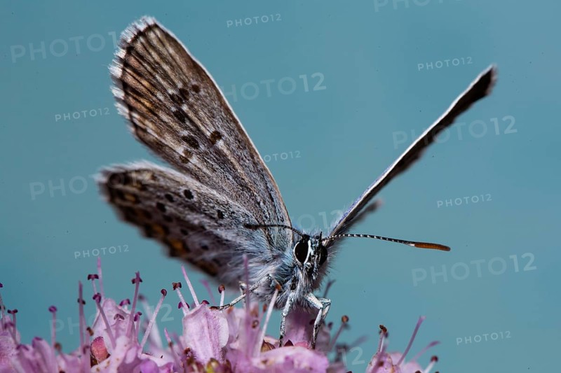 Silver-studded blue