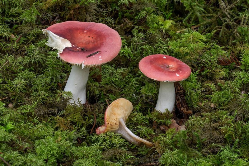 Iodoform russula