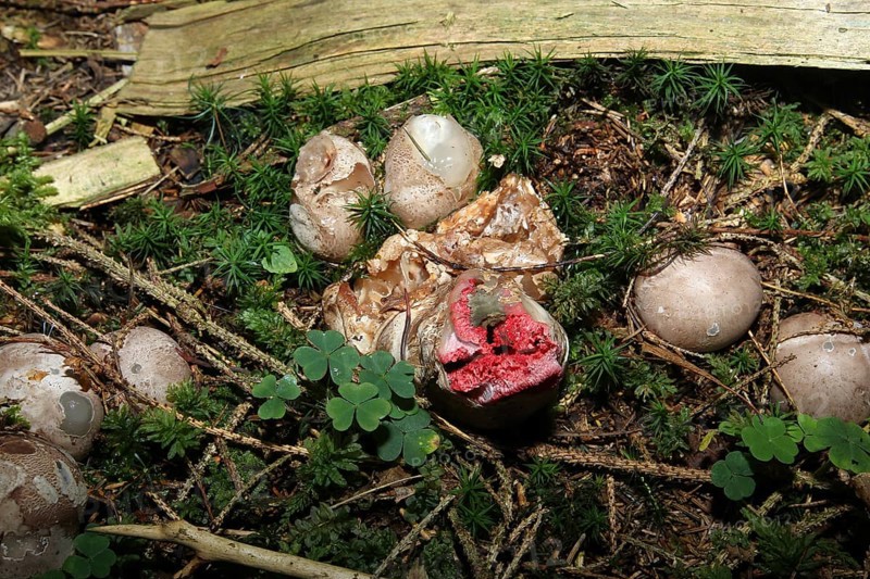 Mushroom