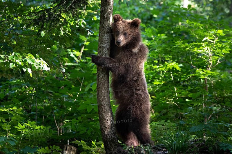 European brown bear
