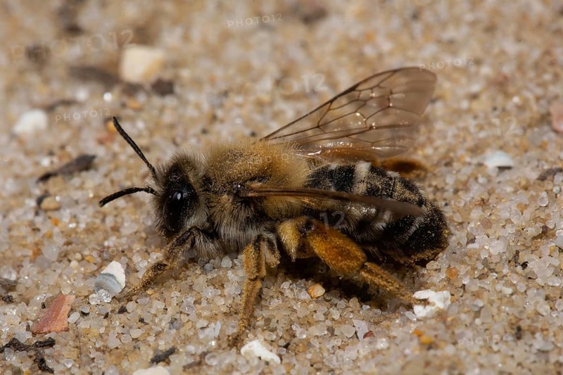 Red-legged sweat bee sitting on sand left sighted