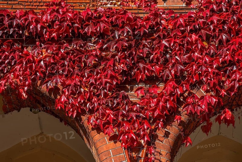Virginia Creeper