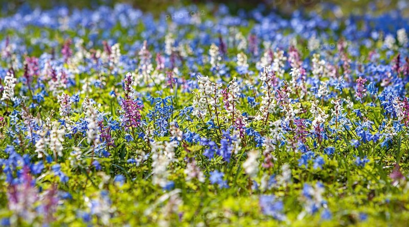 Hollow larkspur and squills