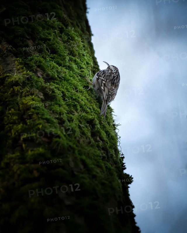 Short-toed treecreeper