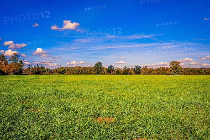 A fallow grain field covered with grass in autumn