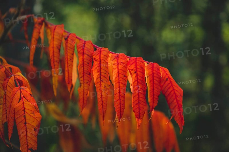 Staghorn sumac