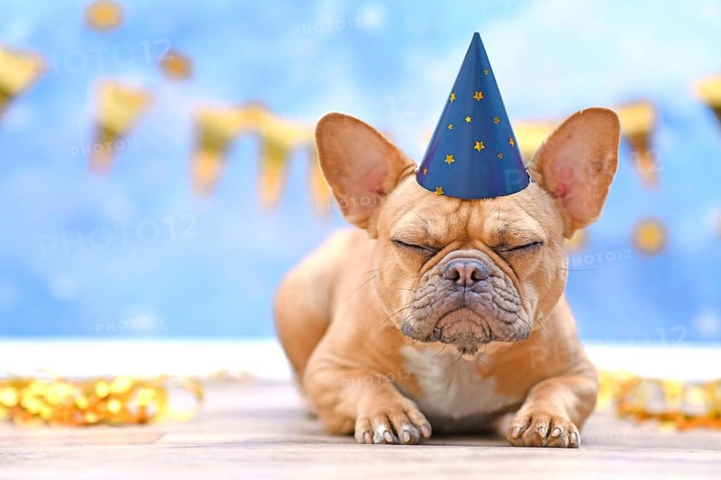 Sleepy French Bulldog with birthday part hat in front of blurry blue background with garlands and party streamers