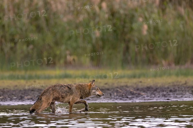 European gray wolf