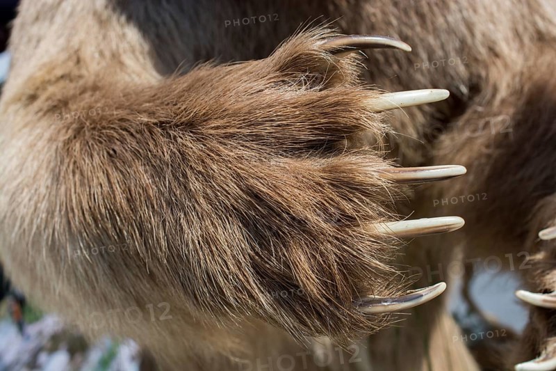Brown Bear Paw With sharp Claws in view