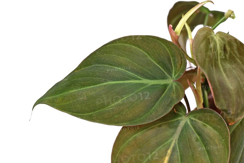Leaf of tropical Philodendron Hederaceum Micans house plant with heart shaped leaves with velvet texture on white background
