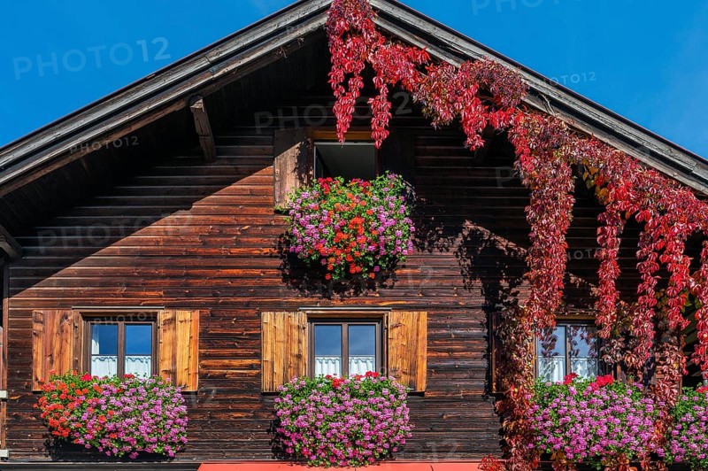 Wooden house with floral decoration and vegetation of widem vine