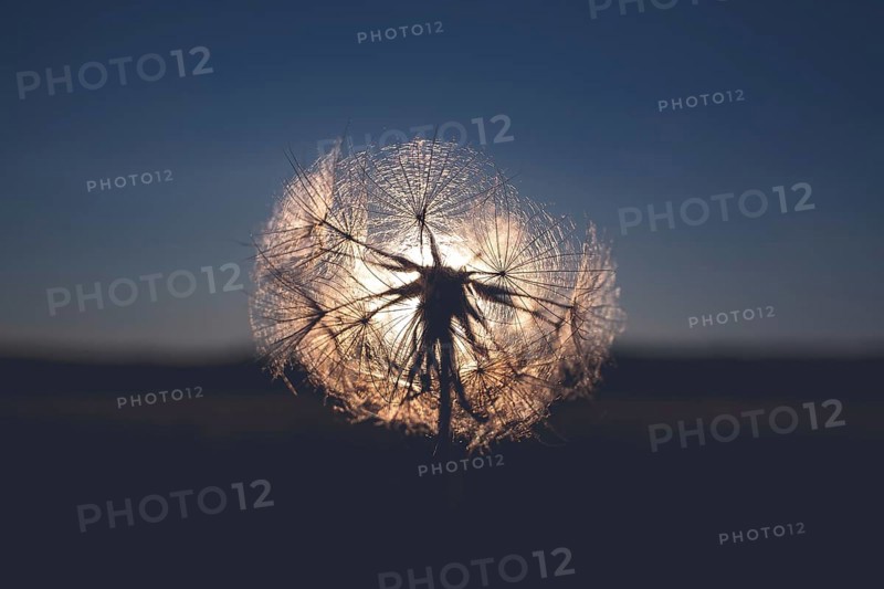 Dandelion during sunset
