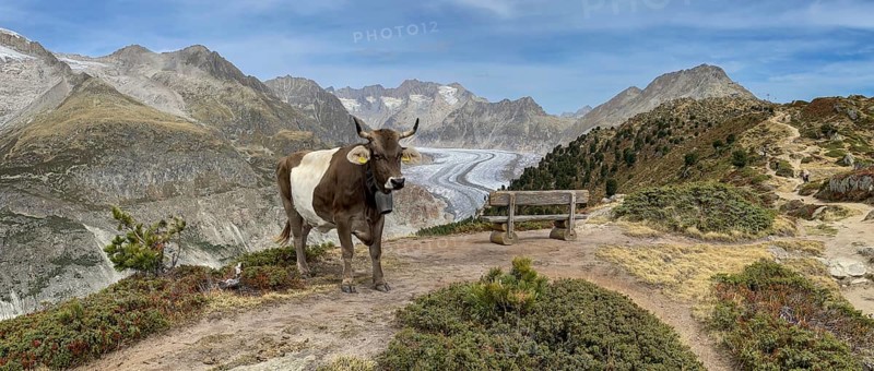 Cow grazing