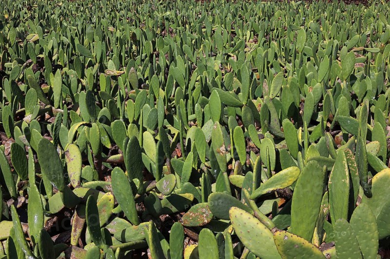 (Opuntia) plantations for the breeding of the cochineal scale insect, near Guatiza, Lanzarote, Canary Islands, Spain, Europe