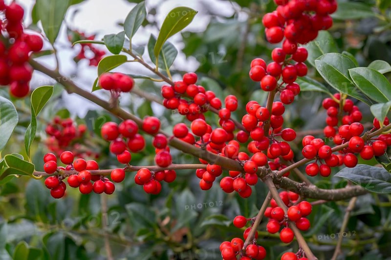 Holly