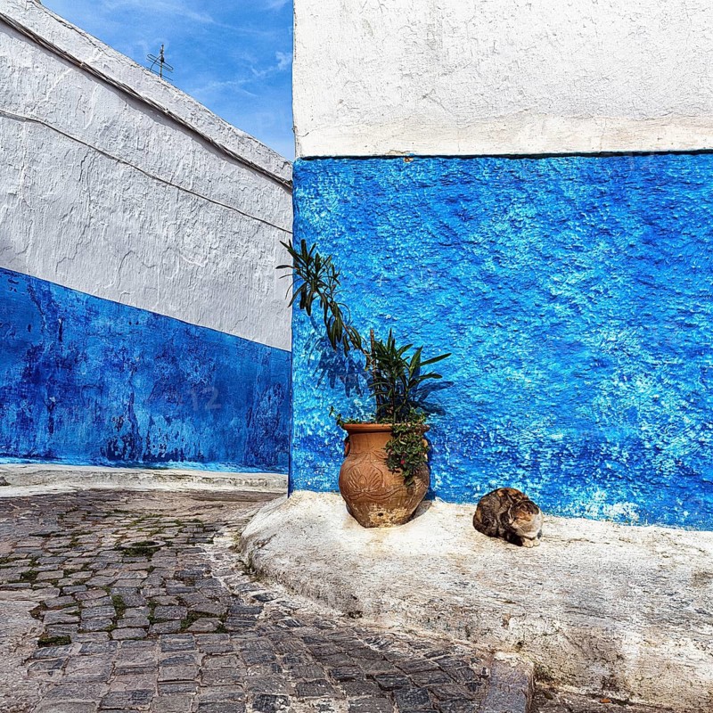 Typical narrow alley with cat