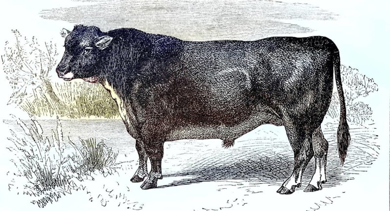Bull of the Scottish Hornless Breed