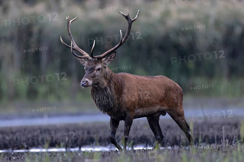 Red deer