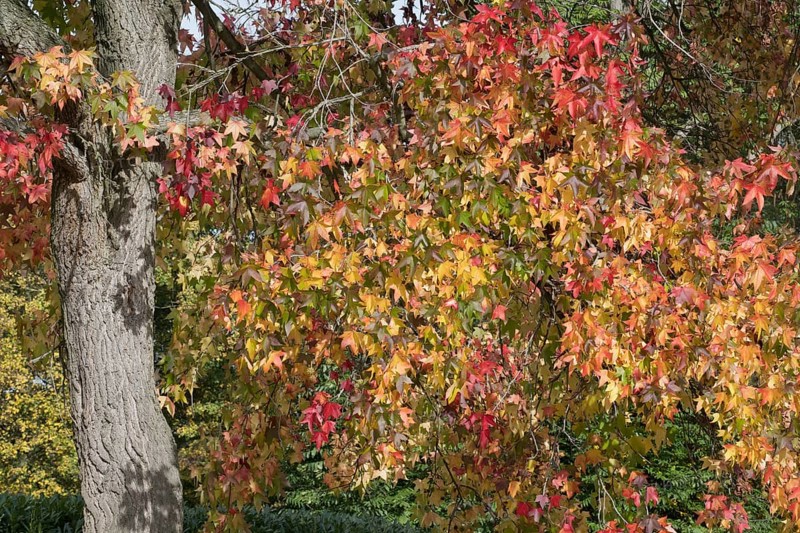 Sweetgum