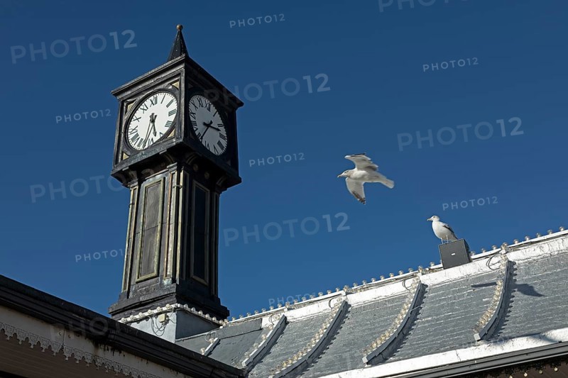 Seagull