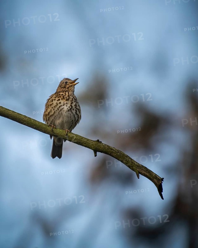 Song Thrush