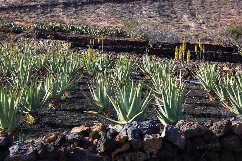 Aloe Vera Plantation at Orzola