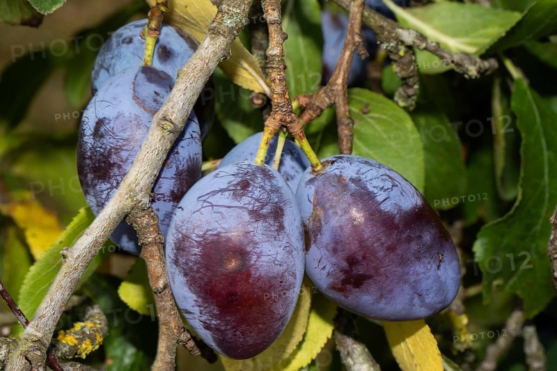 Plums on a branch with some blue fruits and green leaves