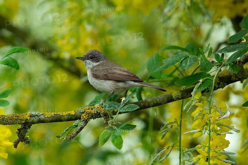 Lesser whitethroat sitting on branch in front of yellow flowers and green leaves left looking