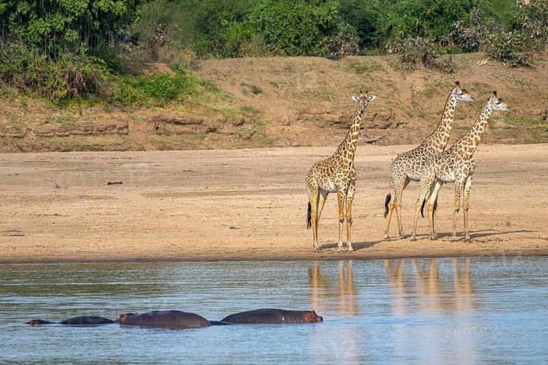 Rhodesian giraffe
