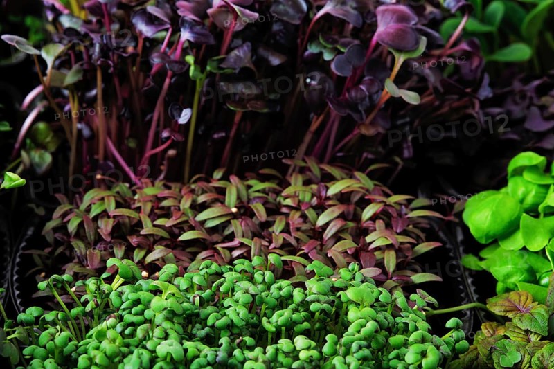 Fresh microgreens in plastic basket