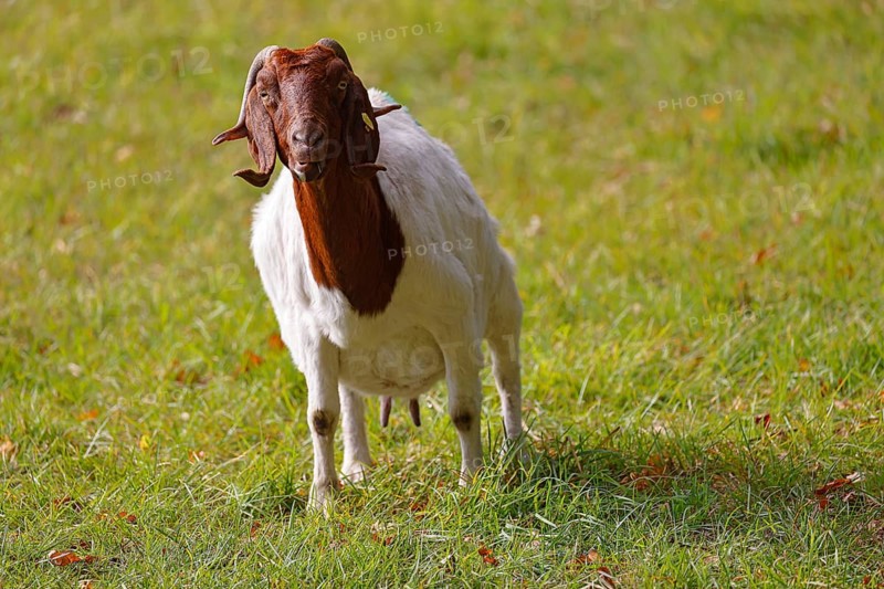 Boer domestic goat