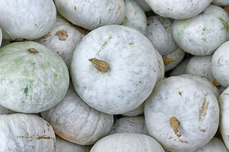White Japanese Hokkaido Kabocha squashes
