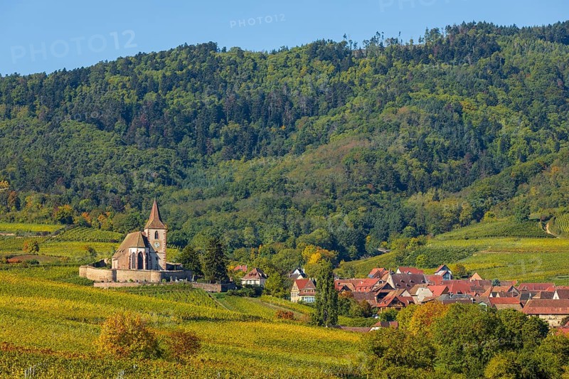 Autumn vineyards in Alsace