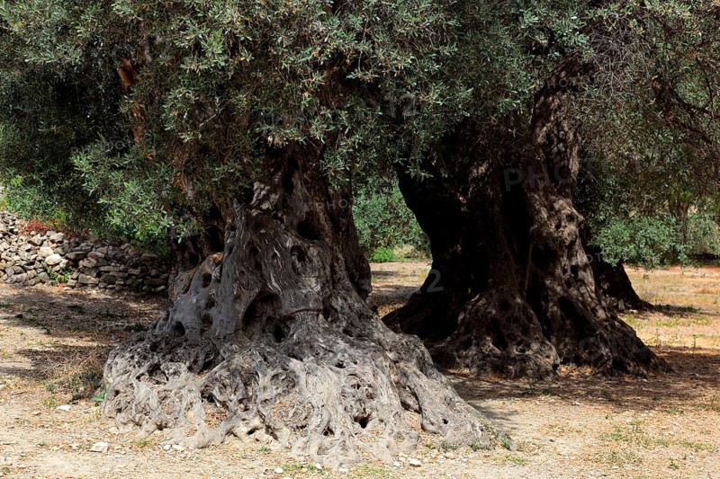 Trees of the ancient olive trees