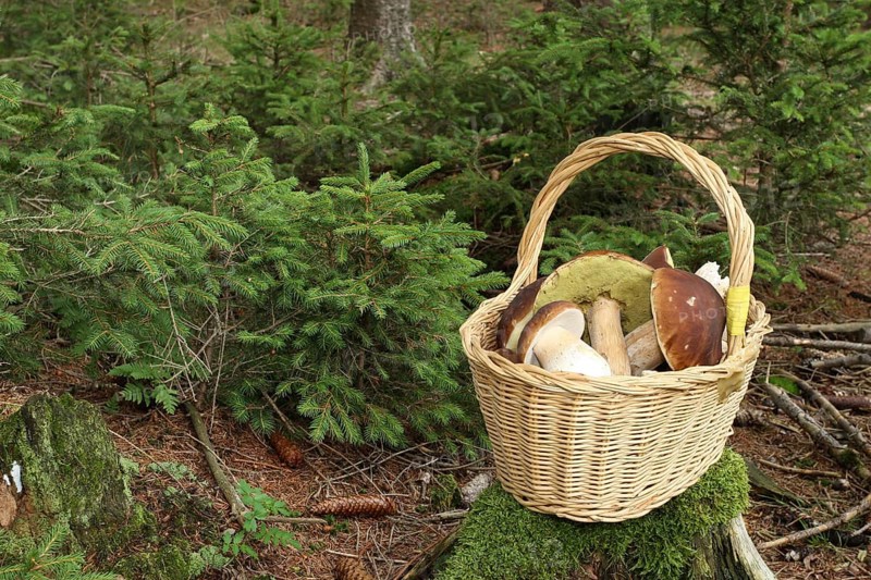 King boletes