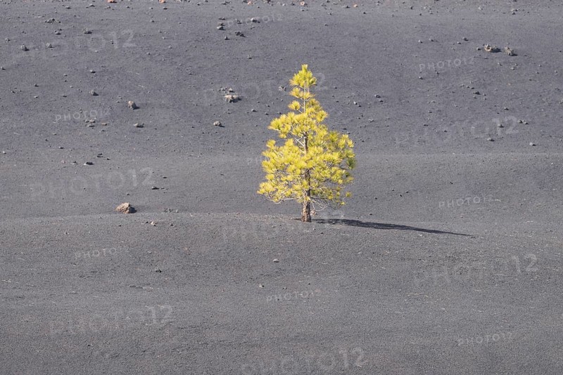 Canary Island Pine