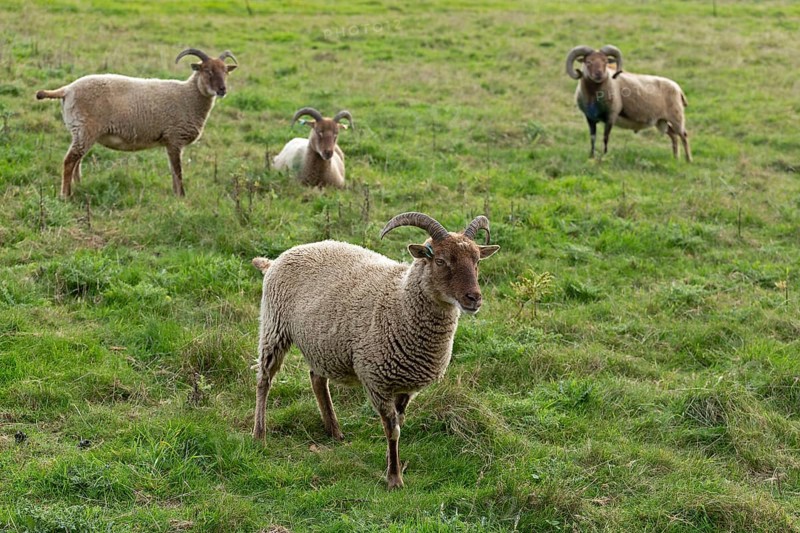 Jacob Sheep