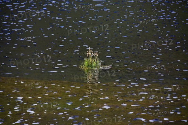Tufts of grass in the water of a sparkling lake