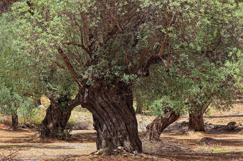 Old olive trees