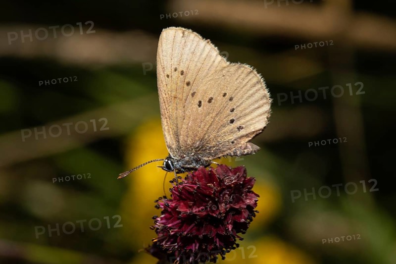 Dark meadow-headed ant-blue butterfly sitting on purple flower seen left