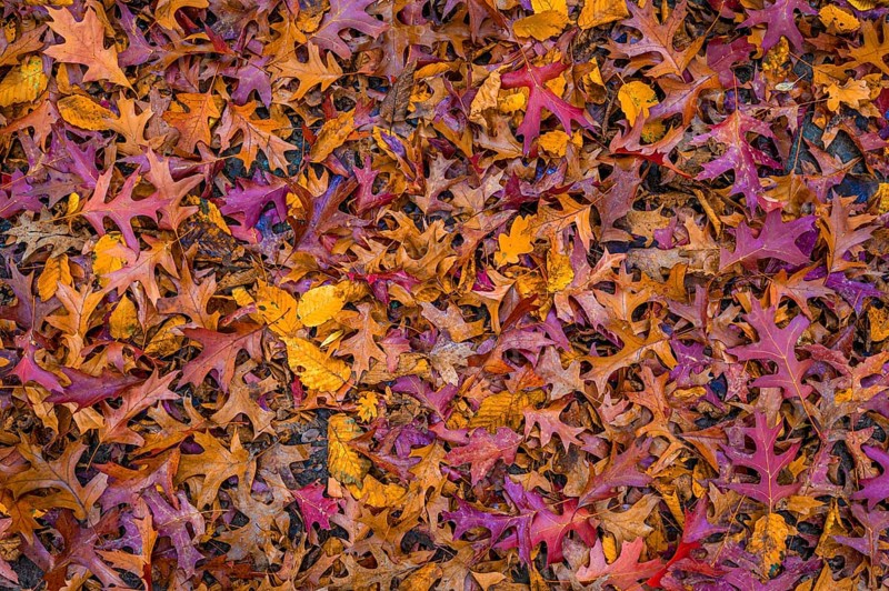 The colourful leaves of a pin oak