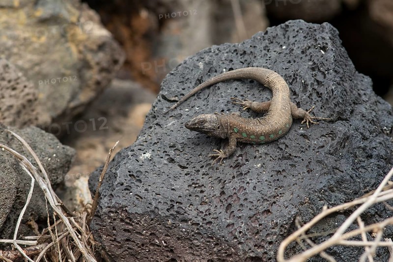 Atlantic lizard