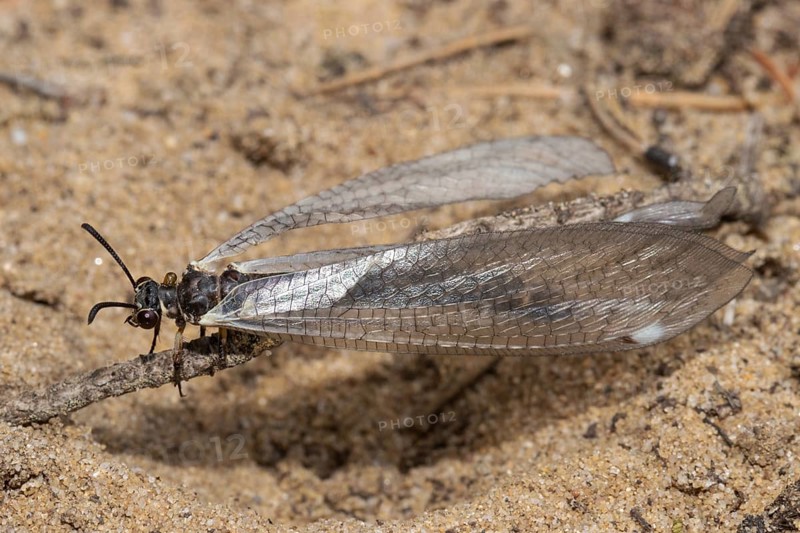 Common Ant Damselfly sitting on small branches in sand left sighted